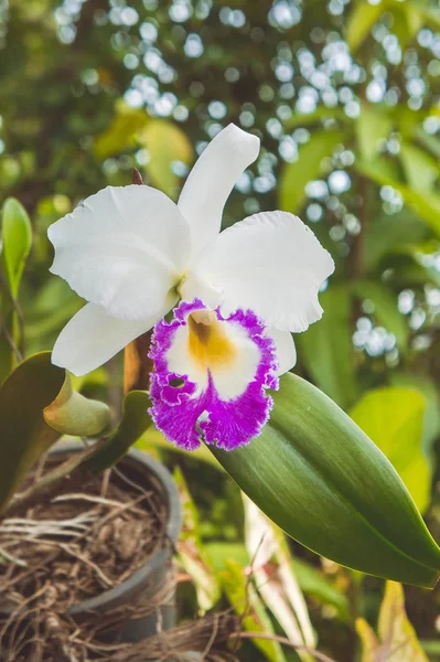 Flores brancas ou flores da orquídea cattaleya florescendo na natureza — Fotografia de Stock