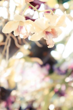 sarı orkide çiçekleri soyut ve uzay bekeh aydınlatma kopyalayın 