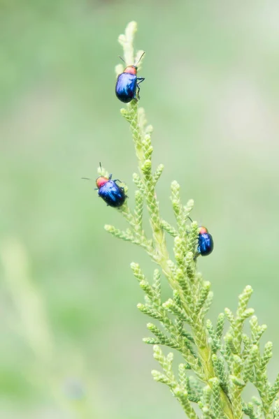 Marienkäfer im Haus, Insekt auf dem Baum — Stockfoto