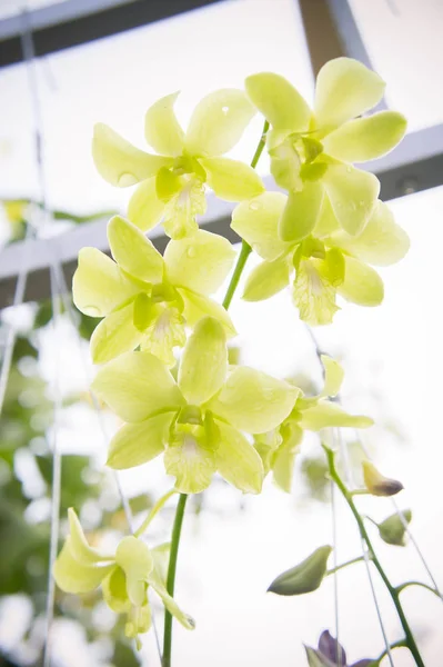 Fiori di orchidea sullo sfondo del giardino — Foto Stock