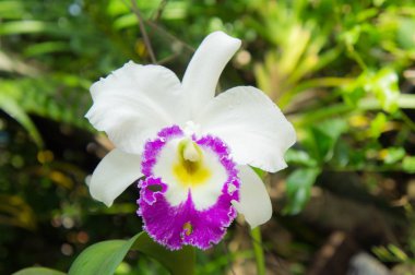 beyaz çiçekler veya doğada çiçek açan cattaleya orkide çiçek