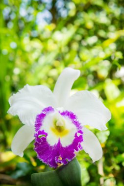 beyaz çiçekler veya doğada çiçek açan cattaleya orkide çiçek
