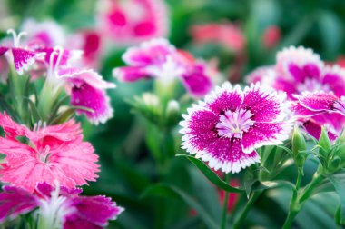 Dianthus çiçekleri, bahçede papatya çiçekleri 