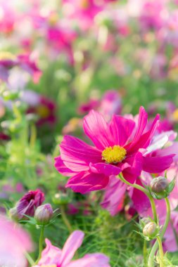 bahçede çiçek çiçek papatya cosmos çiçek 