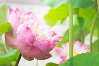 Kutsal gün, lotus veya waterlilly doğal Lotus çiçeği 