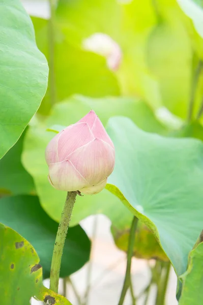 Натуральный Цветок Лотоса Святой День Лотос Ватерлилли — стоковое фото