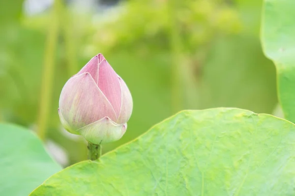 Натуральный Цветок Лотоса Святой День Лотос Ватерлилли — стоковое фото