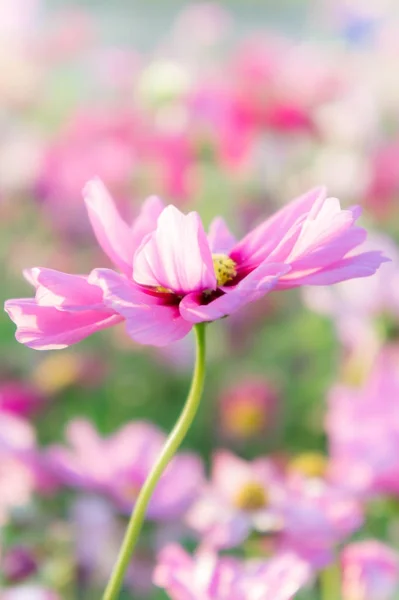 粉红色的波斯菊花海 雏菊盛开在花园里的花 — 图库照片