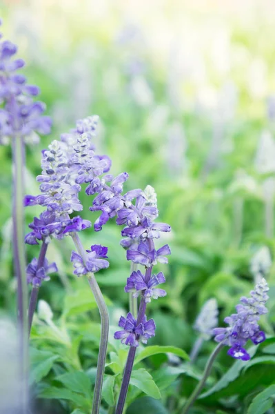 Lavender Beautiful purple flowers job And useful to smell fresh.