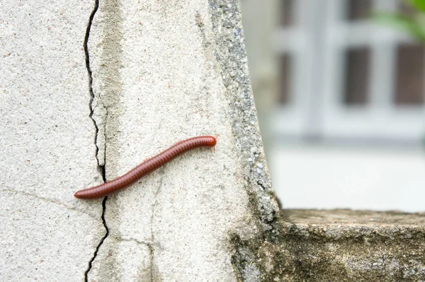 Duizendpoot op de muur van het huis in de regen. — Stockfoto