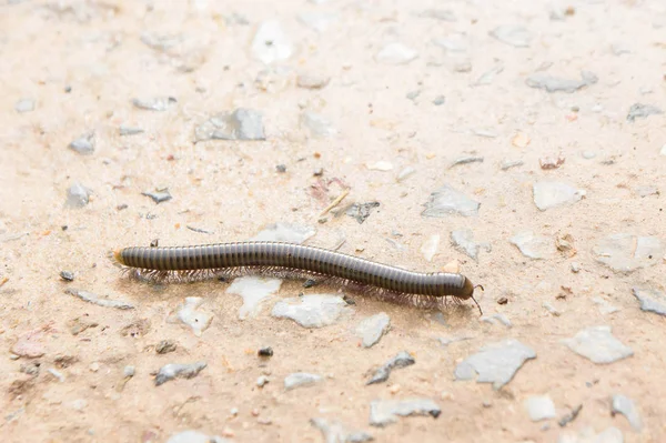 Millipede on the floor of the house in the rain. — Stock Photo, Image