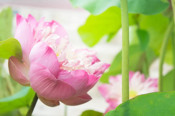 Kutsal gün, lotus veya waterlilly doğal Lotus çiçeği 