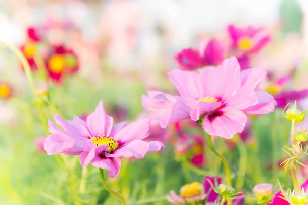 Roze kosmos bloemen, daisy bloesem bloemen in de tuin — Stockfoto