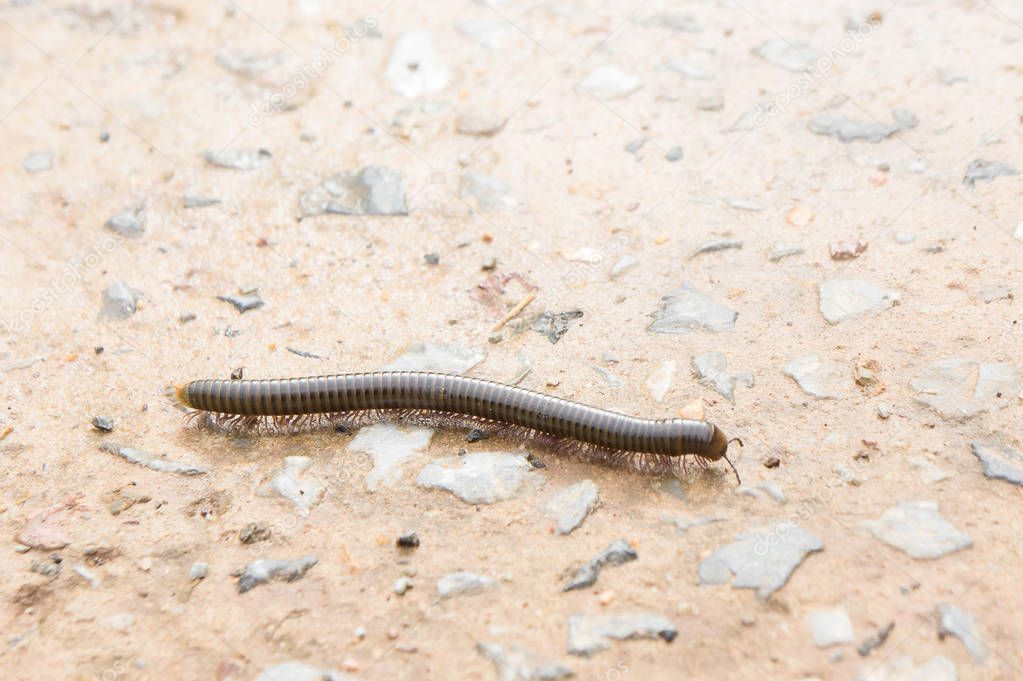millipede on the floor of the house in the rain.