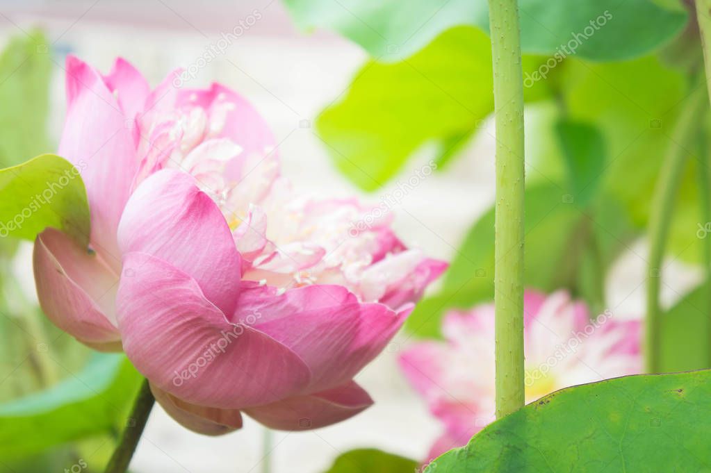 Natural Lotus flower on holy day , lotus or waterlilly 