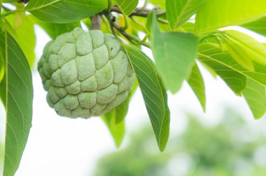 muhallebi elma ağacı meyve Tayland