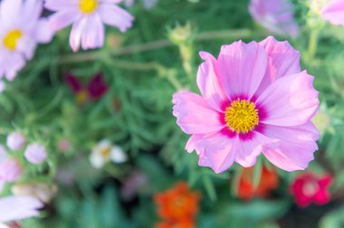 Cosmos Çiçek Bahçe, pembe çiçek