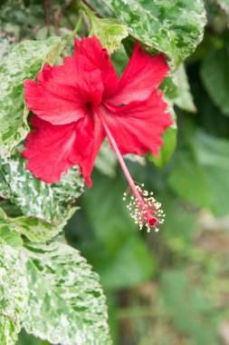 Hibiscus kırmızı çiçekler, tropikal çiçek kez süs yetiştirilen Chaba kraliçesi ve otlar