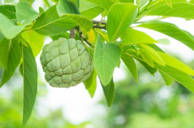 muhallebi elma ağacı meyve Tayland