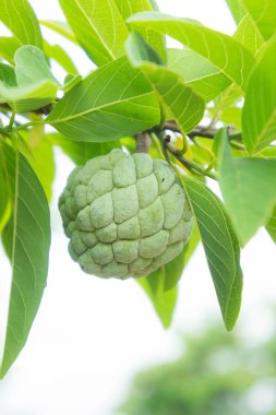 muhallebi elma ağacı meyve Tayland