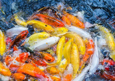 Renkli bok balık görünümü gölet Park, süslü bok balık yüzey su top