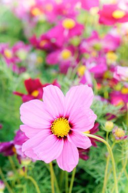 pembe kozmos çiçekleri, papatya çiçeği Çiçek bahçesinde