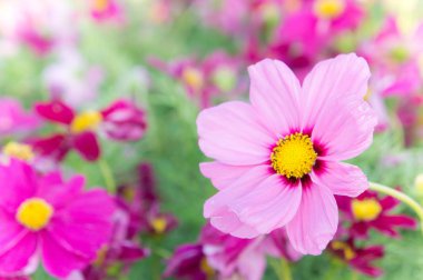 pembe kozmos çiçekleri, papatya çiçeği Çiçek bahçesinde