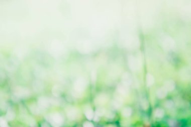 Doğa renk arka plan bulanıklık