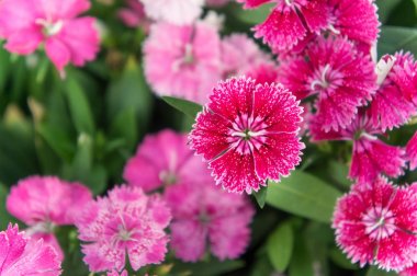 Karanfil çiçek, bahçede rengârenk çiçekler papatya canlı çiçek