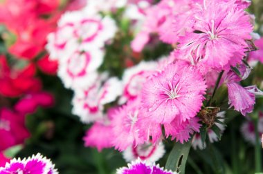 Karanfil çiçek, renkli çiçek papatya canlı çiçek g