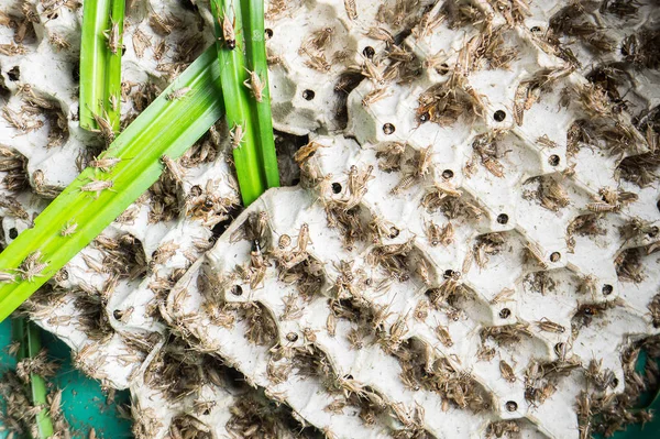 Grillos Insectos Aves Corral Que Alimentan Para Freír Comer Como — Foto de Stock