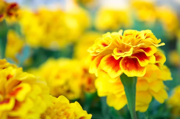 Flores Caléndula Jardín — Foto de Stock