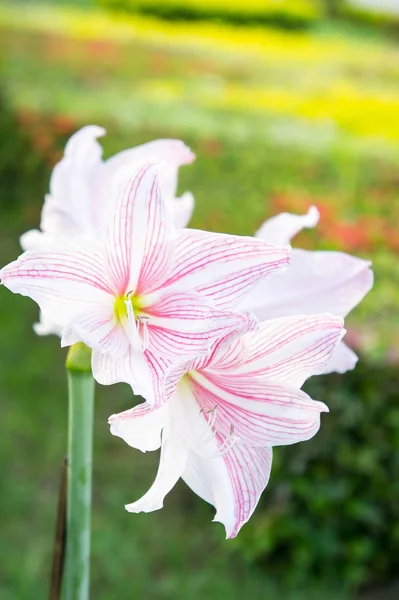 Hippeastrum Flores Flores Como Lírios Belo Estilo Vintage Flor Romântica — Fotografia de Stock