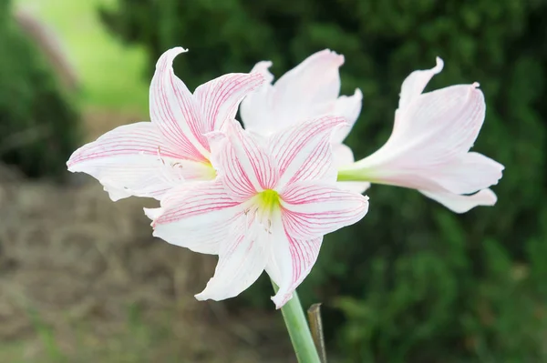 Fiori Hippeastrum Fiori Come Gigli Bellissimo Fiore Romantico Stile Vintage — Foto Stock