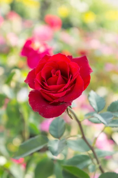Червоні Троянди Квіти Саду Барвиста Троянда — стокове фото