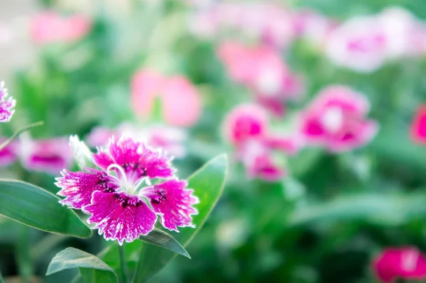 Dianthusblüten Gänseblümchen Garten — Stockfoto
