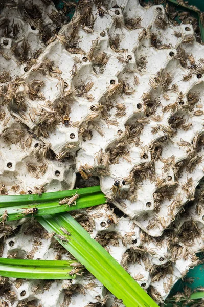 Τριζόνια, πουλερικά έντομα που τρέφονται με τα τηγανητά και τρώμε σαν σνακ — Φωτογραφία Αρχείου