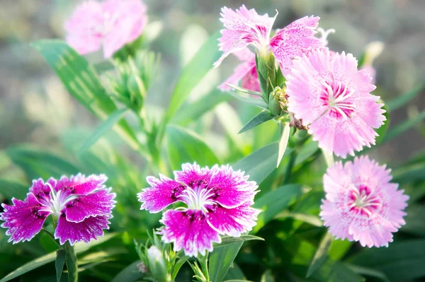 Dianthus Flores Flores Margarita Jardín — Foto de Stock