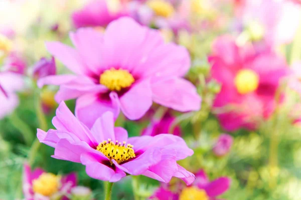 Roze Kosmos Bloemen Daisy Bloesem Bloemen Tuin — Stockfoto