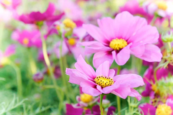 粉红色的波斯菊花海 雏菊盛开在花园里的花 — 图库照片