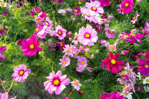 在花园里的花开花雏菊波斯菊花海 — 图库照片