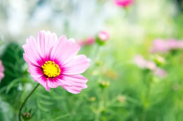Różowa kosmea kwiaty, stokrotka kwiat kwiaty w ogrodzie — Zdjęcie stockowe