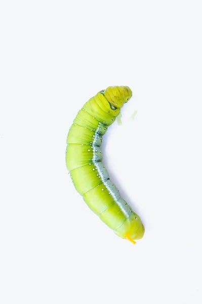 Groene worm rupsen dieren isoleren op witte achtergrond — Stockfoto