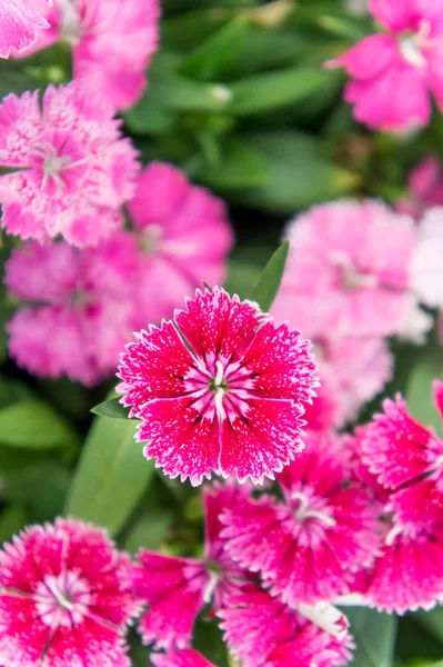 Dianthus Blumen Bunte Blumen Gänseblümchen Lebendige Blumen Garten — Stockfoto