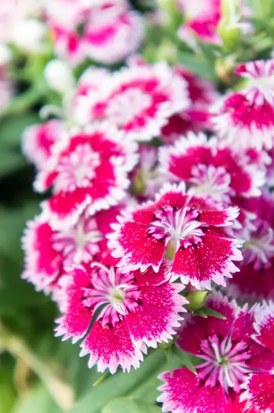 Dianthus Blumen, bunte Blumen Gänseblümchen lebendige Blumen in den Gerden — Stockfoto