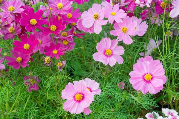 Flores florales en el jardín, flores rosadas naturaleza fondo — Foto de Stock