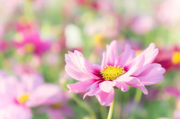 粉红色的波斯菊花海 雏菊盛开在花园里的花 — 图库照片