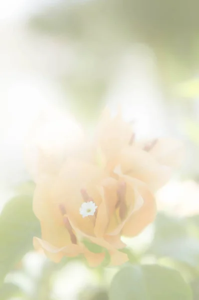Жовті Квіти Вінтажні Білим Фільтром — стокове фото