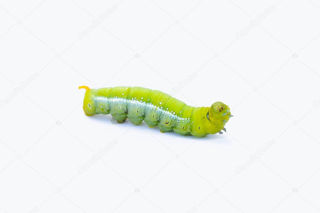 Green worm caterpillars animals isolate on white background
