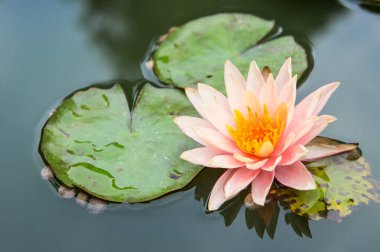 Güzel nilüfer çiçekleri ya da göletteki su zambakları